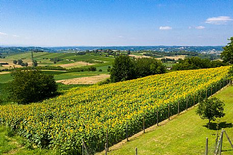 Monferrato Landscape